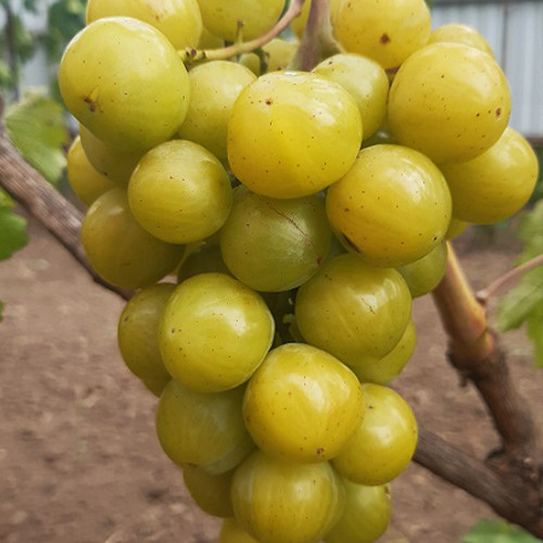 Саженцы винограда Прима Украины (черенкованный) - 1-летний Черновцы - изображение 1