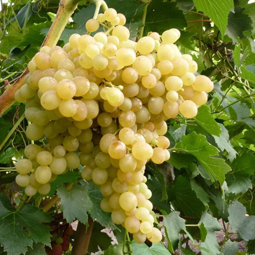 Саженцы винограда Володарь (черенкованный) - 2-летний Черновцы - изображение 1