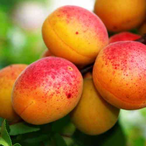 Саженцы абрикоса Колхозный (привитый) - 2-летний Черновцы