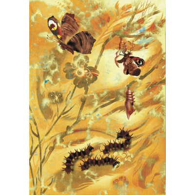 Книга Метелики перетворюються - Галина Вдовиченко Видавництво Старого Лева (9789664481349) Вінниця - фото 5