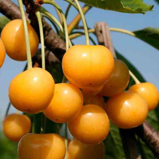 Саджанці черешні Медова Солодкість (привитий) - 1-річний Чернівці