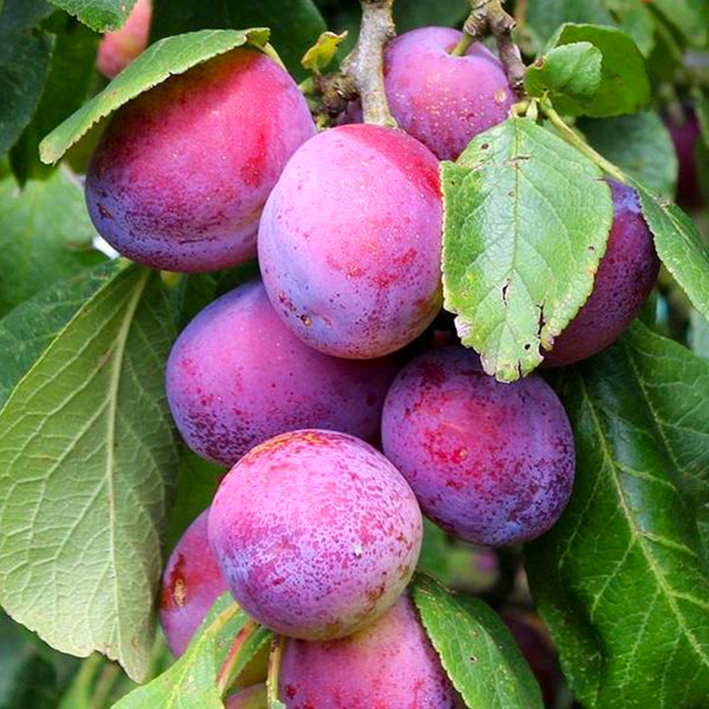 Саженцы колоновидной сливы Командор (привитый) Черновцы - изображение 1