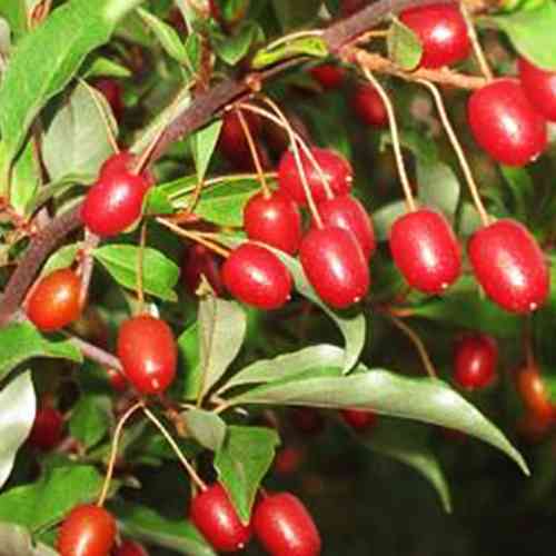 Саджанці гумі Таїса - 2-річний Чернівці