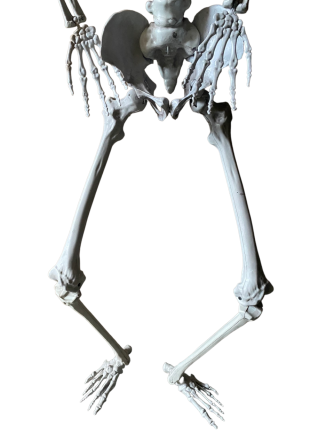 Анатомічний скелет людини RESTEQ 170 см — велика навчальна модель із ПВХ з рухомою щелепою, білий Київ