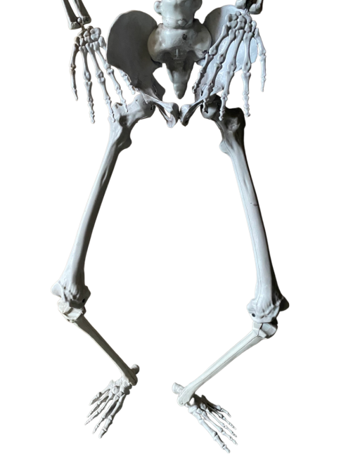 Анатомічний скелет людини RESTEQ 170 см — велика навчальна модель із ПВХ з рухомою щелепою, білий Київ - фото 3