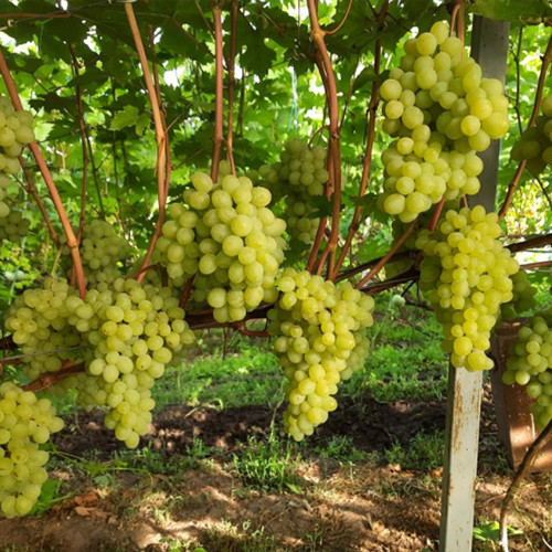 Саженцы винограда Вальок (черенкованный) - 1-летний Черновцы - изображение 1