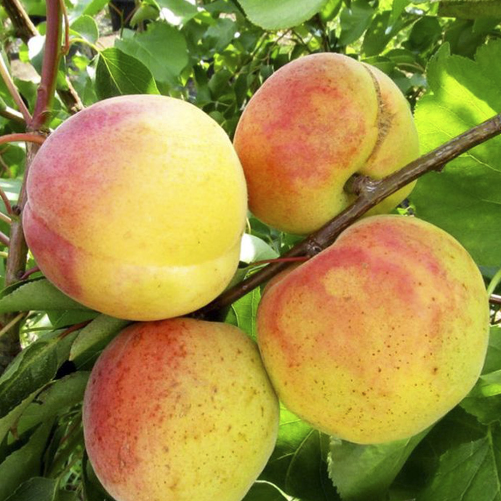 Саженцы абрикоса НЖА 19 (привитый) - 1-летний Черновцы - изображение 1