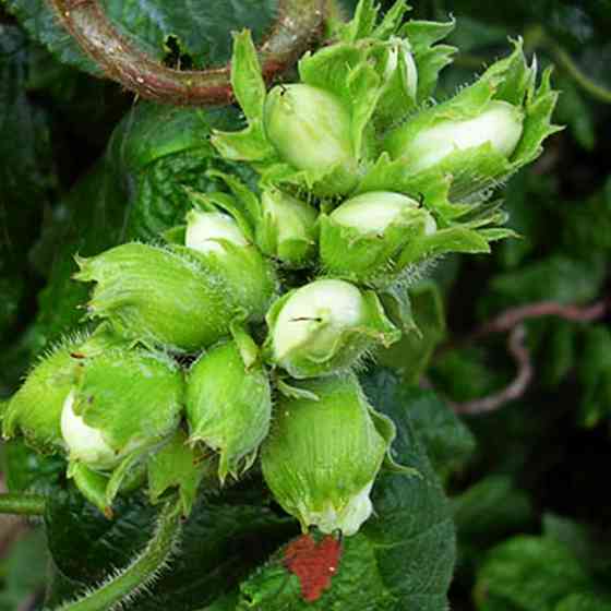 Саженцы фундука Вебба Ценный - 2-летний Черновцы