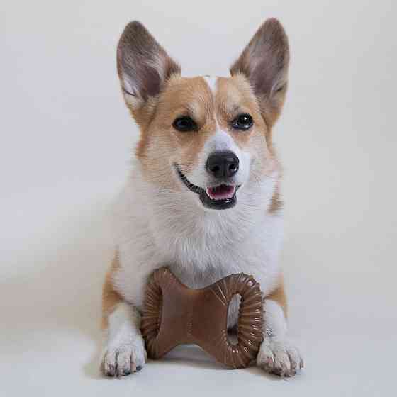 Жувальна іграшка для собак Бенебон Benebone Dental Chew Bacon іграшка зі смаком бекону для собак до 13 кг (розмір S) Вінниця