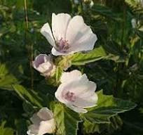 Алтей лекарственный (трава), 100г master sem Киев - изображение 2