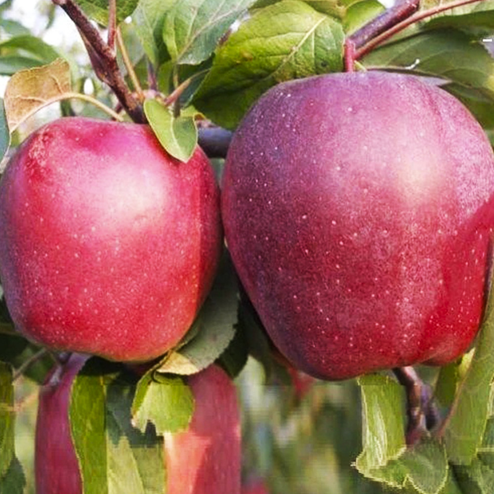 Саджанці яблуні Скарлет Сюрпрайз (привитий) - 1-річний Чернівці - фото 1