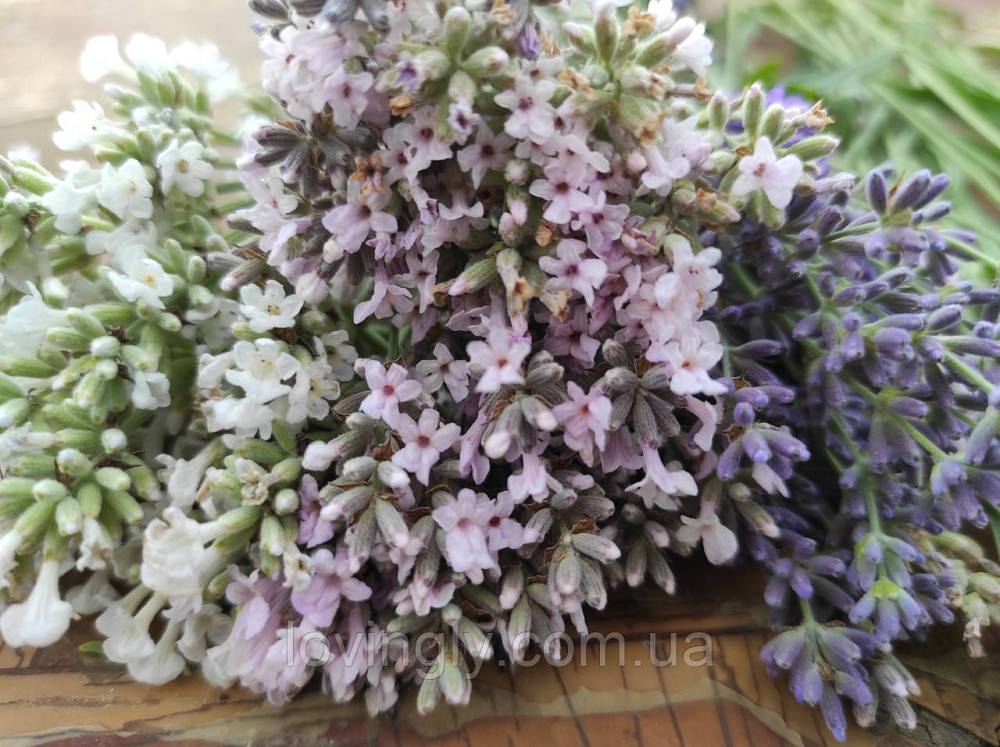 Двухлетние саженцы розовой лаванды сорта Miss Katherine Ирпень - изображение 2