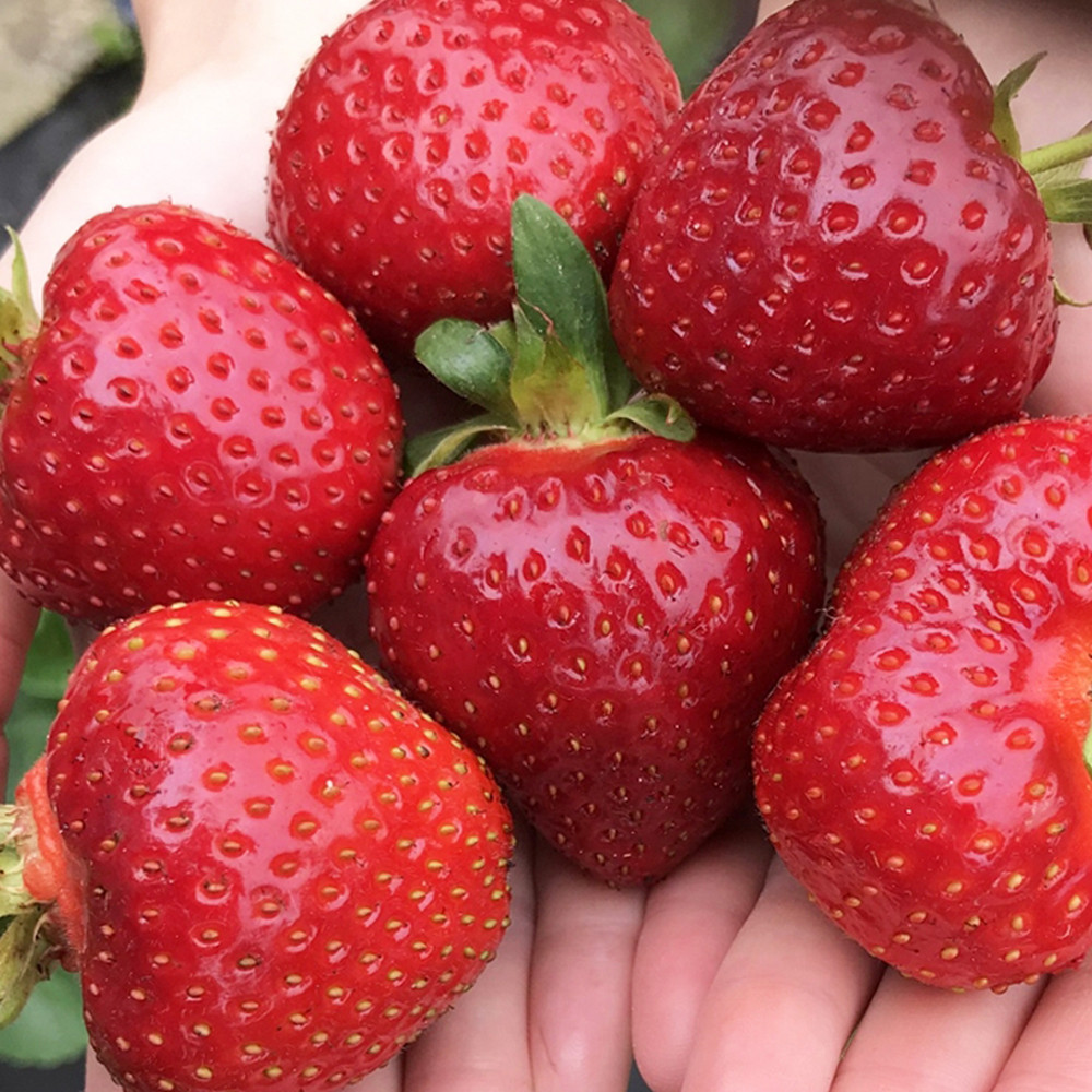 Саженцы клубники Румба (10 штук) Черновцы - изображение 1