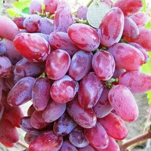 Cаджанці винограду Клеопатра (черенкований) - 1-річний Чернівці