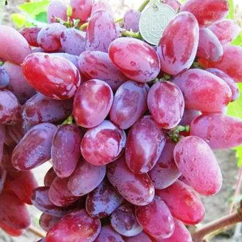 Cаджанці винограду Клеопатра (черенкований) - 1-річний Чернівці - фото 1