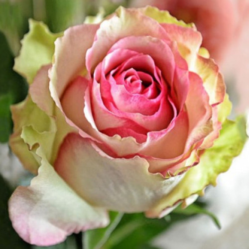 Саджанці троянд Дансінг Квін (привитий) - 2-річний Чернівці - фото 1