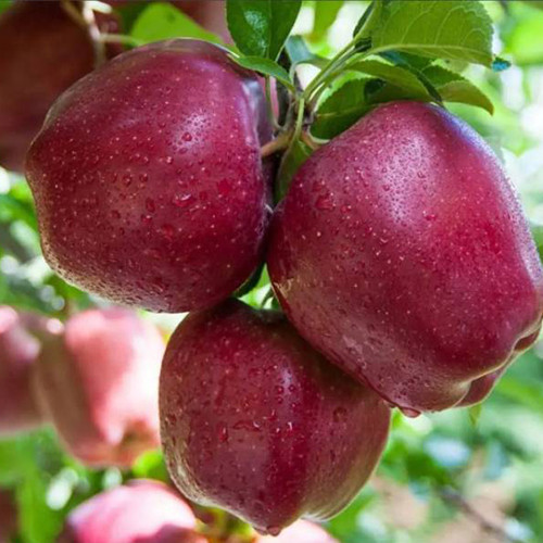 Саджанці яблуні Ред Делішес (привитий) - 1-річний Чернівці - фото 1