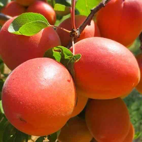 Саженцы абрикоса Майя Кот (привитый) - 1-летний Черновцы