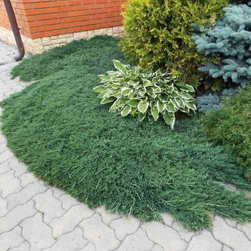 Саджанці ялівцю Вільтоні (черенкований) - 3-річний Чернівці