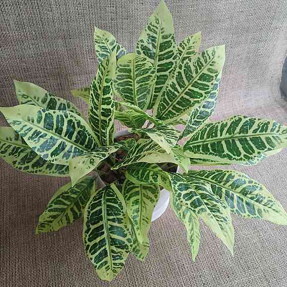 Штучний кущ аглонеми ківі із латексу Дніпро