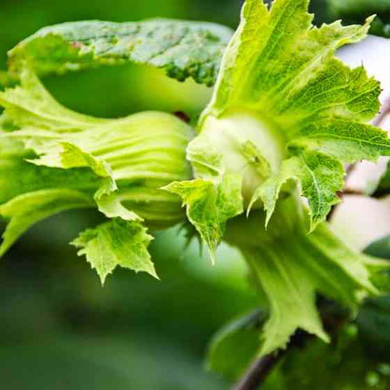 Саджанці фундука Степовий - 3-річний Чернівці