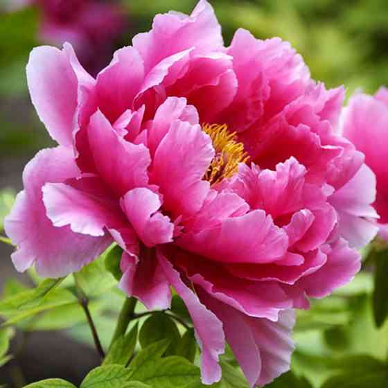 Саджанці Піона Деревоподібного (сіянець) - 1-річний Чернівці