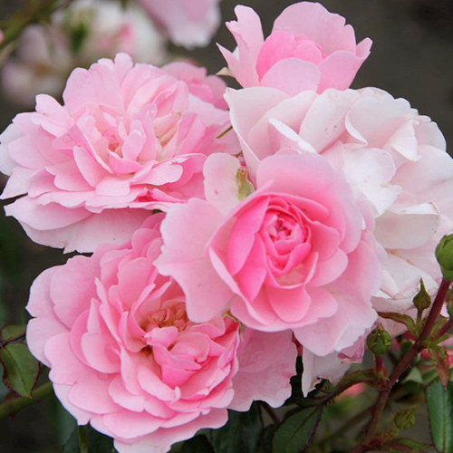 Саженцы роз Клаймбинг Боника (привитый) - 2-летний Черновцы - изображение 1