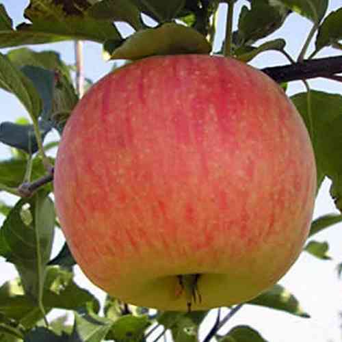 Саджанці яблуні Радогость (привитий) - 2-річний Чернівці