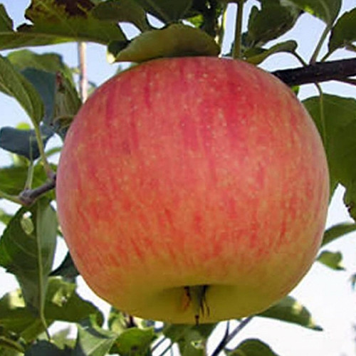 Саджанці яблуні Радогость (привитий) - 2-річний Чернівці - фото 1