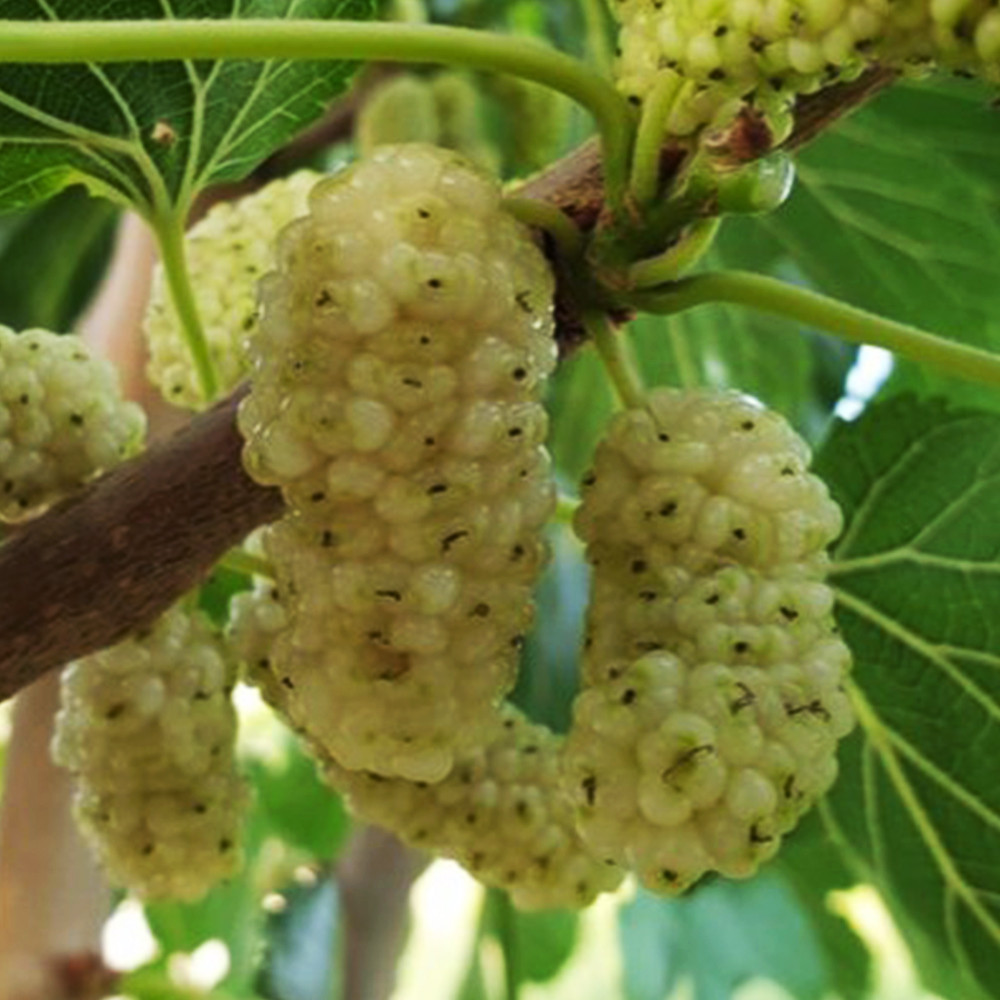 Саженцы шелковицы Виктория - 1-летний Черновцы - изображение 2