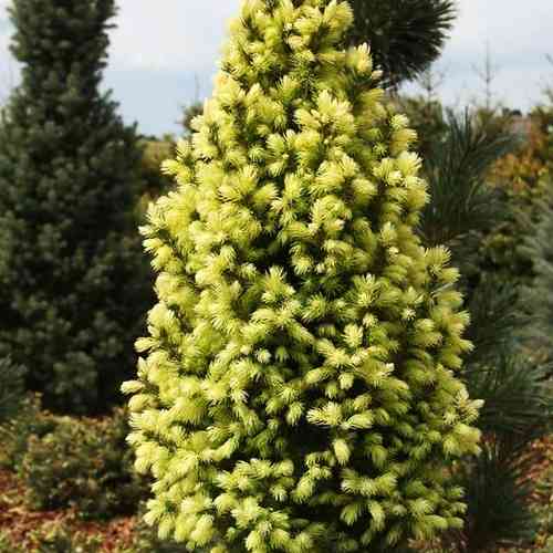 Саженцы ели канадской Солнце На Небе (черенкованный) - 2-летний Черновцы