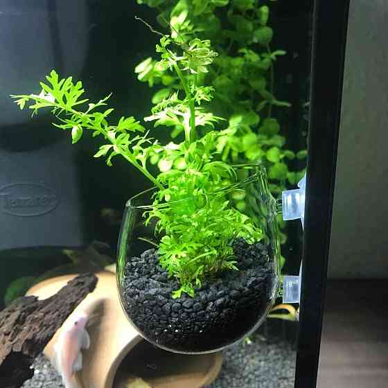 Декор в акваріум до 10см 17081 Луцьк