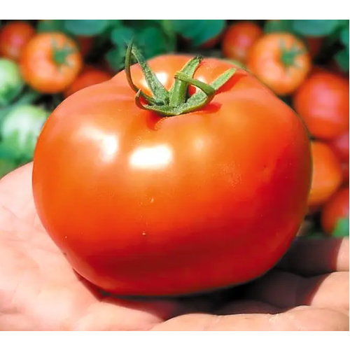 Томат Бобкат F1 кущовий 10шт Професійне насіння Житомир - изображение 3