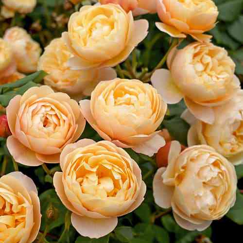 Саджанці троянд Роальд Даль (привитий) - 2-річний Чернівці