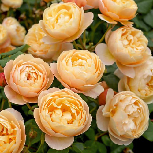 Саженцы роз Роальд Даль (привитый) - 2-летний Черновцы - изображение 1