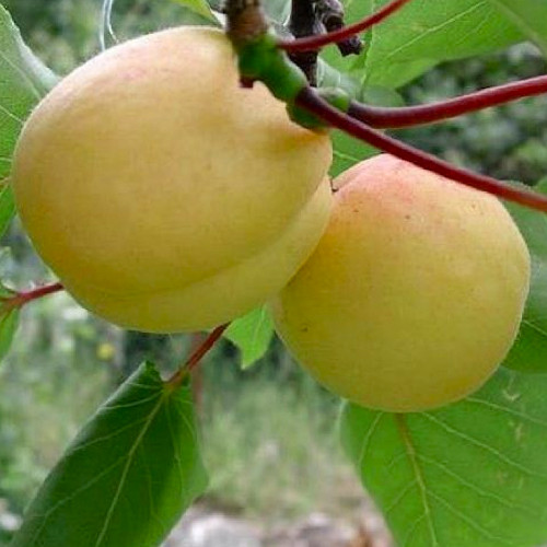 Саджанці абрикоса Едельвейс (привитий) - 2-річний Чернівці - фото 1