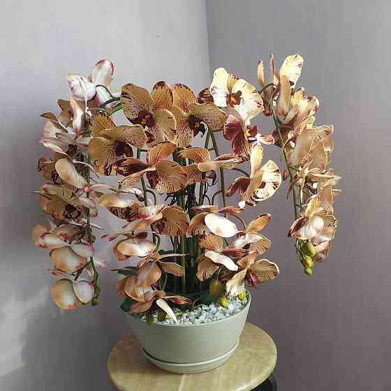 Штучна латексна орхідея VIP у бежевому керамічному кашпо на п'ять гілок кремово-бордова Дніпро