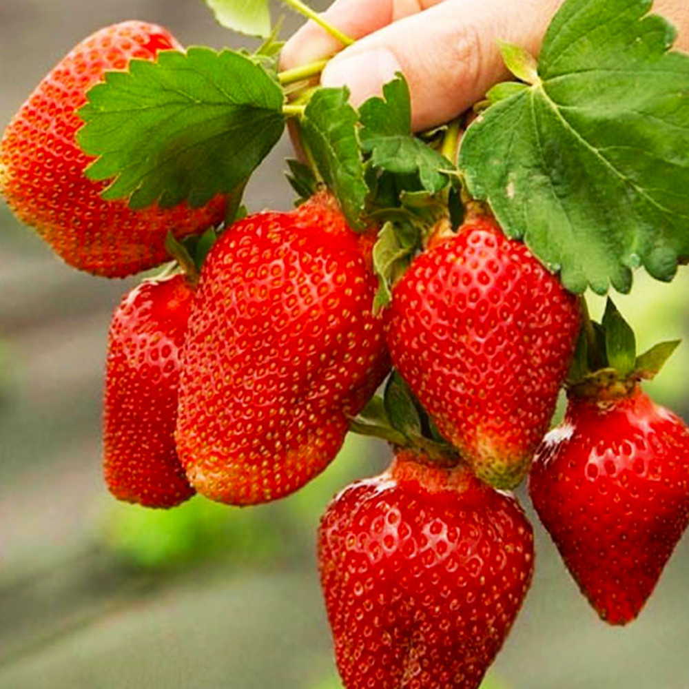 Саженцы клубники Азия (10 штук) Черновцы - изображение 2