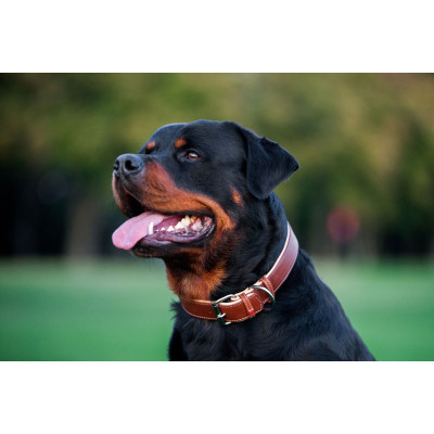 Ошейник для животных WAUDOG Soft с QR паспортом M Ш 25 мм Д 38-49 см коричневый (7203) Винница - изображение 7