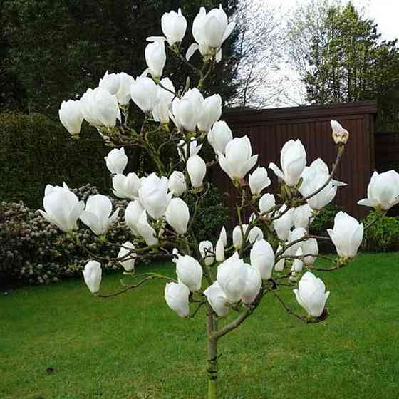 Саджанці магнолії Дабл Вайт (привитий) - 3-річний Чернівці