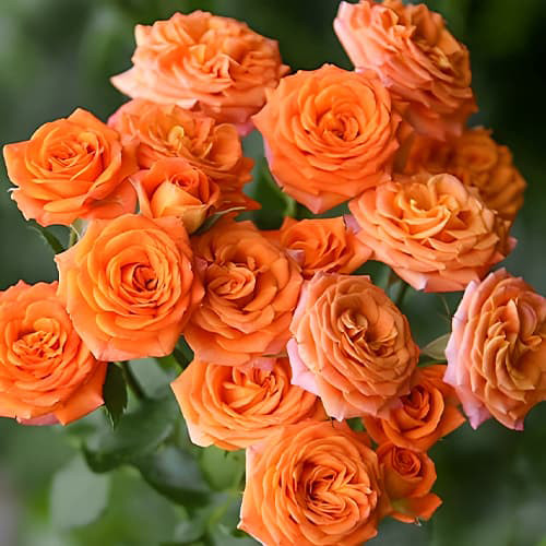 Саджанці троянд Бебі (привитий) - 2-річний Чернівці - фото 1