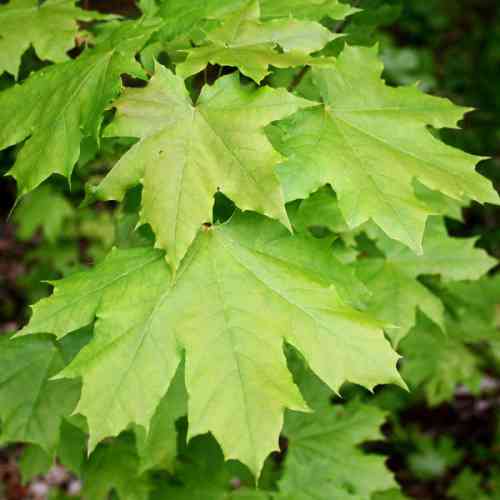 Саженцы клена Фарлекс Грин (привитый) - 2-летний Черновцы