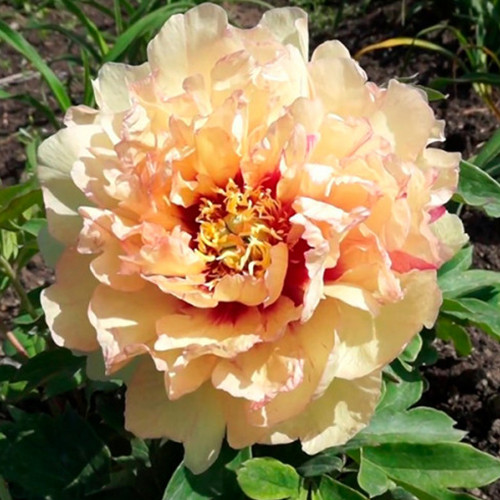 Саджанці піона деревоподібного Канарі (сіянець) - 1-річний Чернівці - фото 1