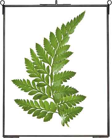 Рамка для засушених квітів подвійне скло латунна з ланцюжком прямокутна 25,4×20,3 см Київ