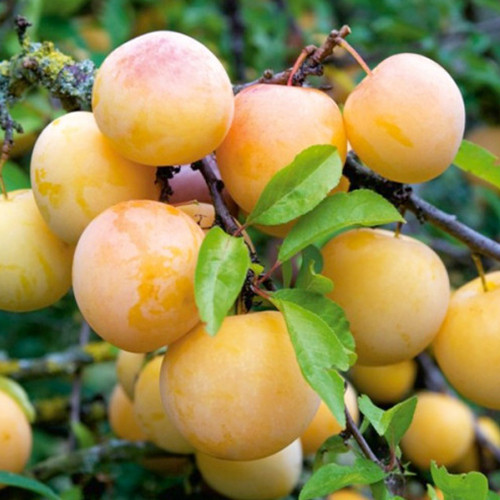 Саженцы диплоидной сливы Ренклод Белый (привитый) - 2-летний Черновцы - изображение 1