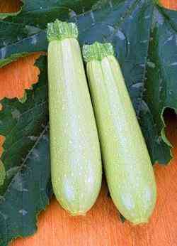 Семена кабачка Искандер F1 10 сем., Seminis, Голландия Винница