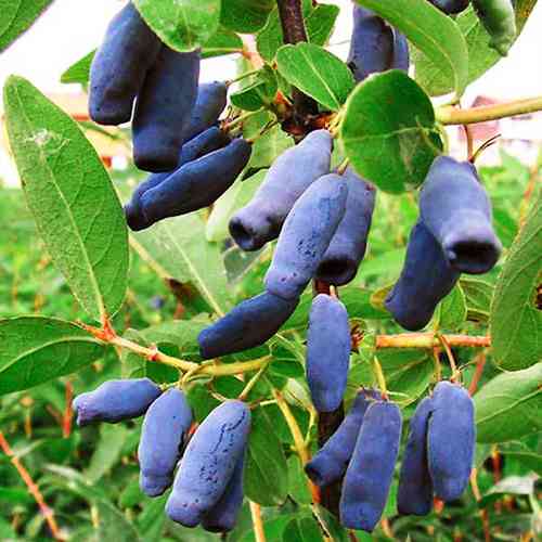 Саженцы жимолости Фиолент (черенкованный) - 2-летний Черновцы