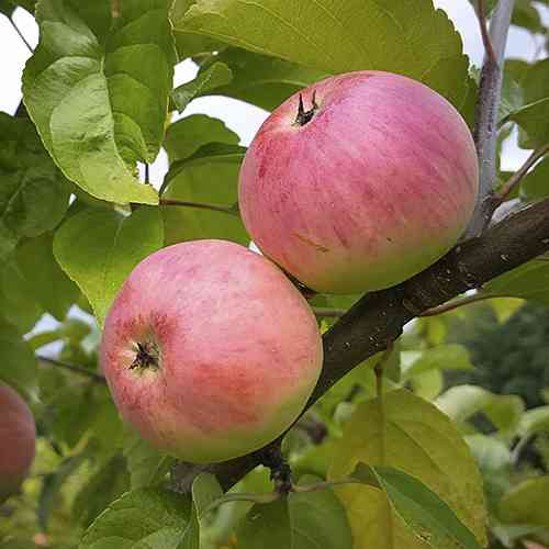 Саженцы яблони Анисовка (привитый) - 2-летний Черновцы
