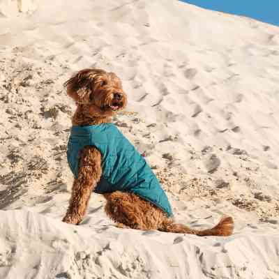 Жилет для тварин Pet Fashion E.Vest морська хвиля XL (4823082424184) Вінниця