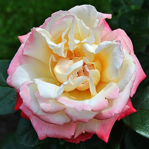 Саджанці троянд Летиція Каста (привитий) - 2-річний Чернівці - фото 1